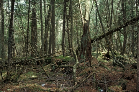 cedar swamp